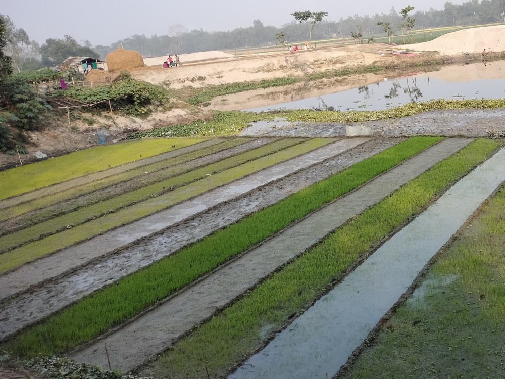 আদর্শ বীজতলা