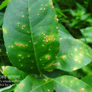 লেবুর ক্যাংকার রোগ