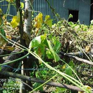 শিমের নেতিয়ে পড়া রোগ