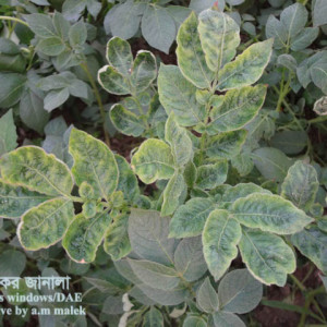 আলুর ইয়োলো ভাইরাস রোগ