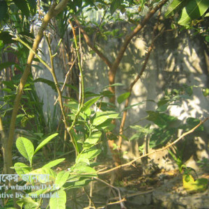 লেবুর আগামরা রোগ