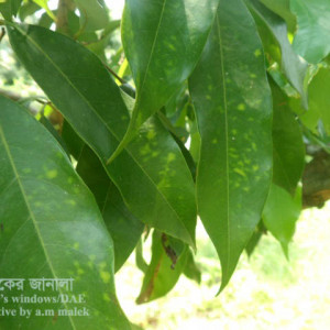 লিচুর ডাউনি মিলডিউ রোগ