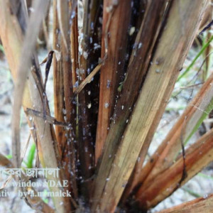 ধানের বাদামী গাছফড়িং
