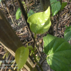 পানের কান্ড পঁচা রোগ