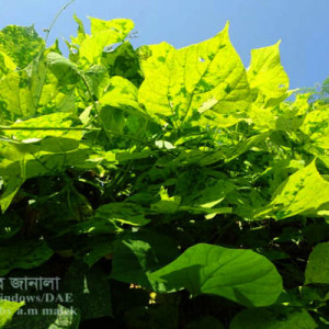 শিমের ভাইরাসজনিত রোগ